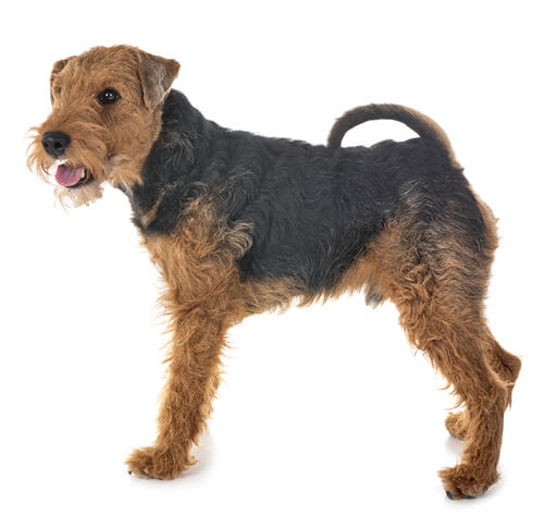 Welsh sales terrier pictures